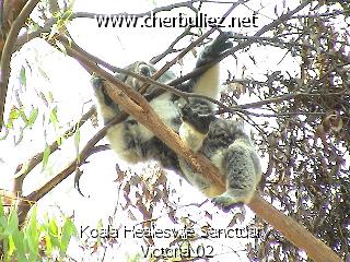 légende: Koala Healesville Sanctuary Victoria 02
qualityCode=raw
sizeCode=half

Données de l'image originale:
Taille originale: 166510 bytes
Temps d'exposition: 1/50 s
Diaph: f/200/100
Heure de prise de vue: 2003:01:28 12:58:29
Flash: non
Focale: 171/10 mm
